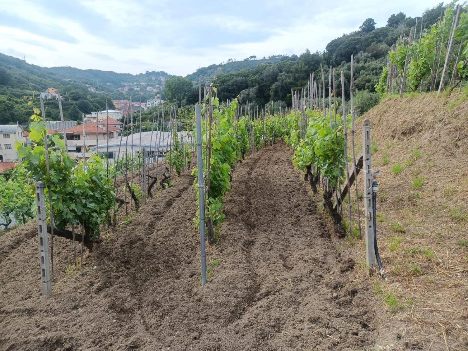 Agriturismo Cele Celle Ligure Exterior photo